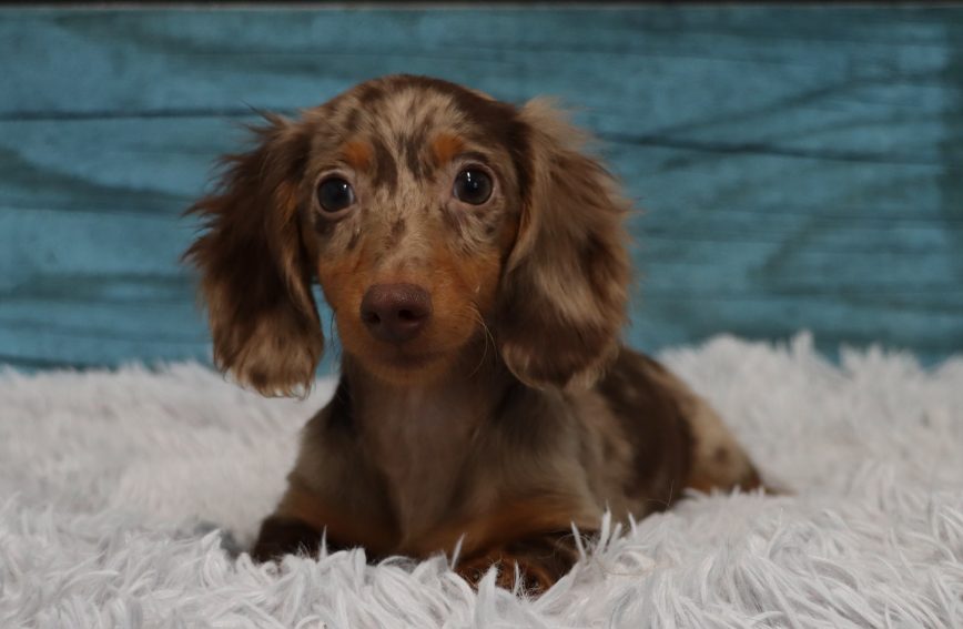 Dachshund